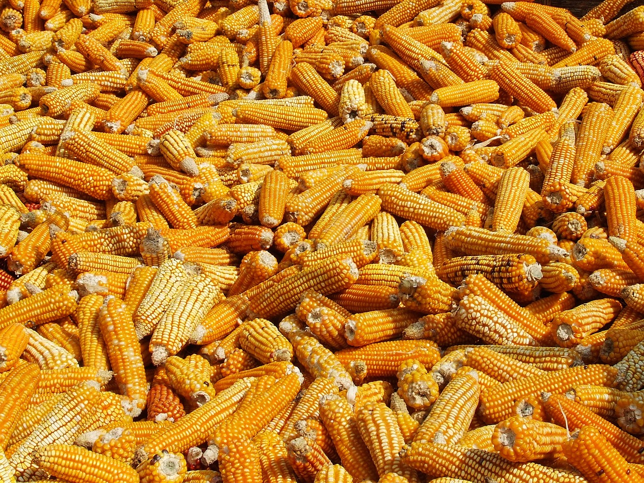 Stosowanie gniecionej kukurydzy w żywieniu zwierząt