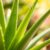 Aloes w pielęgnacji skóry – nawilża czy wysusza? Obalamy mity